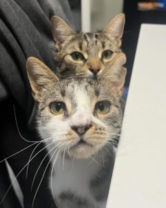 Pikachu and Grace — Lefka Ori, Crete